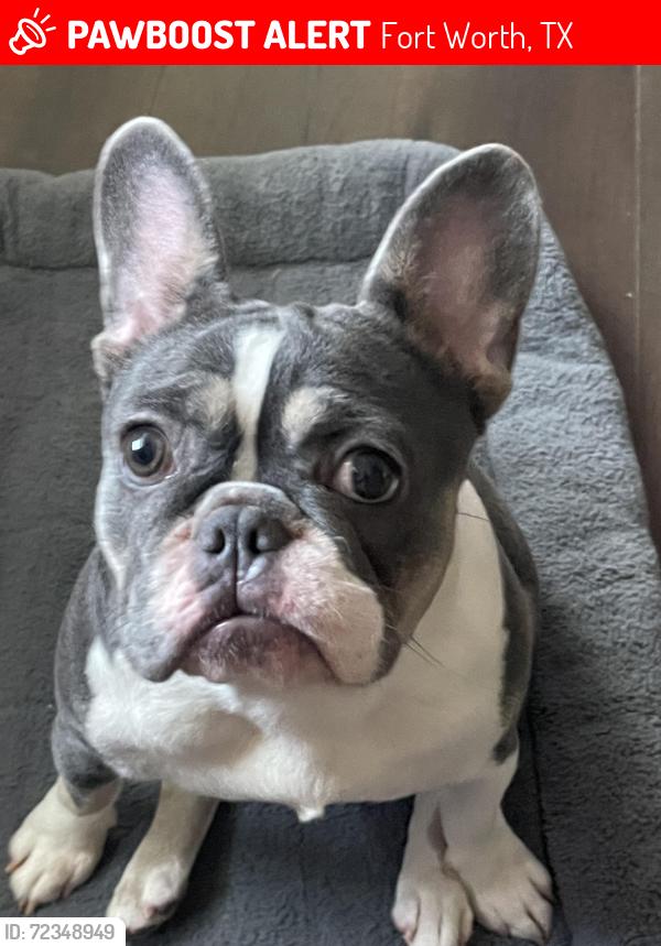 Lost Female Dog last seen Central or north side dr., Fort Worth, TX 76164