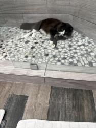 Lost Male Cat last seen North 33rd and Shirley , Tacoma, WA 98407
