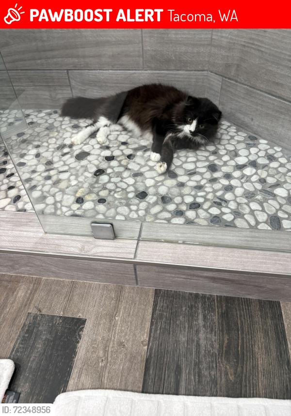Lost Male Cat last seen North 33rd and Shirley , Tacoma, WA 98407