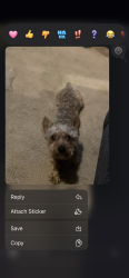 Lost Male Dog last seen Collings rd Camden nj 08104, Camden, NJ 08102
