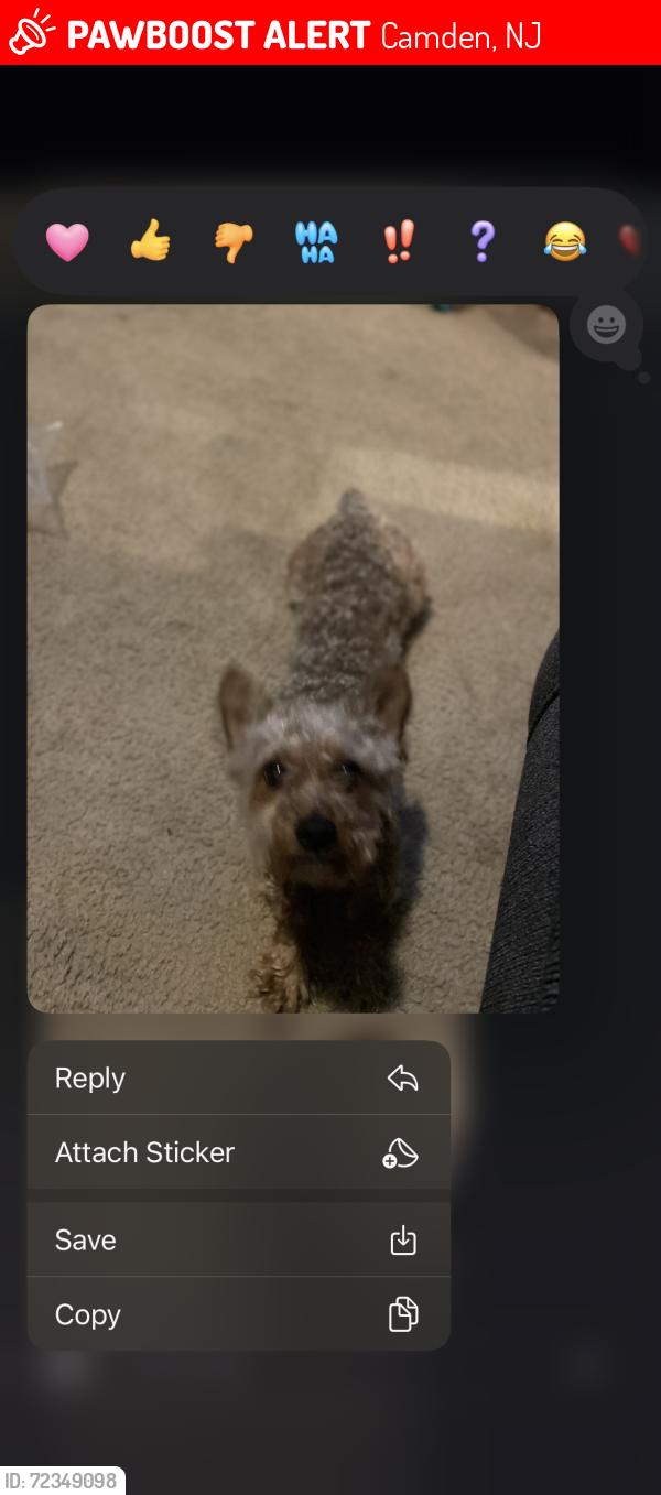 Lost Male Dog last seen Collings rd Camden nj 08104, Camden, NJ 08102