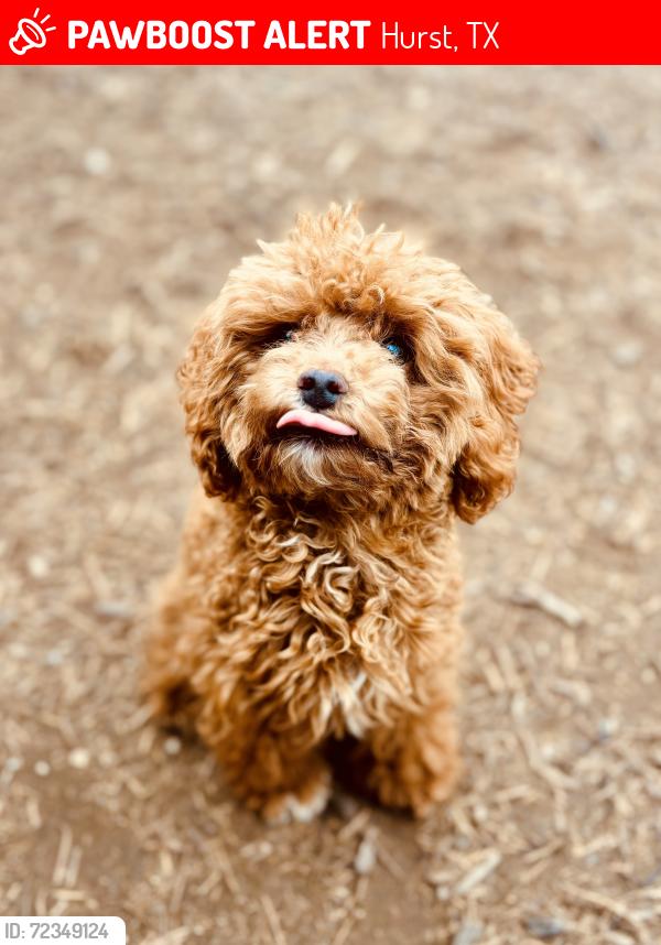 Lost Female Dog last seen Hampton & wintergreen, DeSoto, TX 75115
