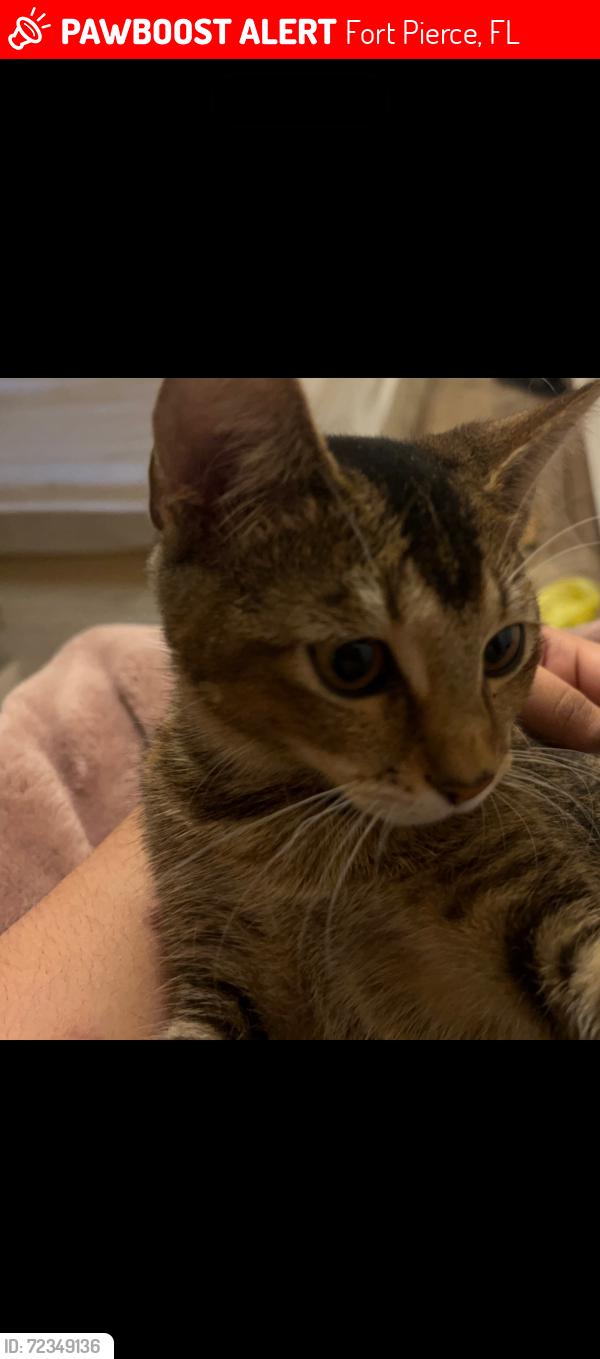 Lost Female Cat last seen S 15th street and Havana Ave, Fort Pierce, FL 34950