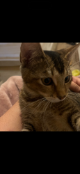 Lost Female Cat last seen S 15th street and Havana Ave, Fort Pierce, FL 34950