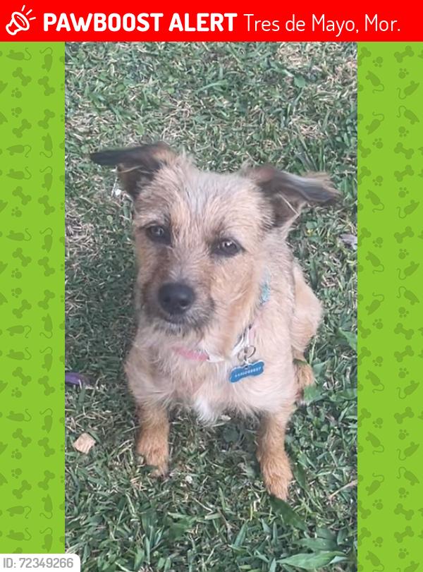 Lost Female Dog last seen Lomas de Cuernavaca, Tres de Mayo, Mor. 62584