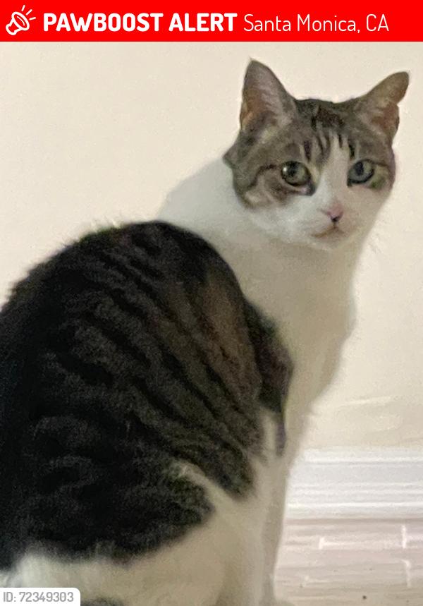 Lost Female Cat last seen Montana Ave, Santa Monica, CA 90403