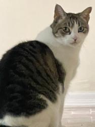 Lost Female Cat last seen Montana Ave, Santa Monica, CA 90403