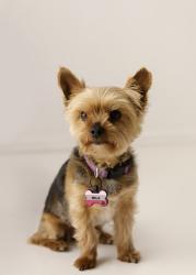 Lost Female Dog last seen Skyline and sunrise , Tucson, AZ 85718