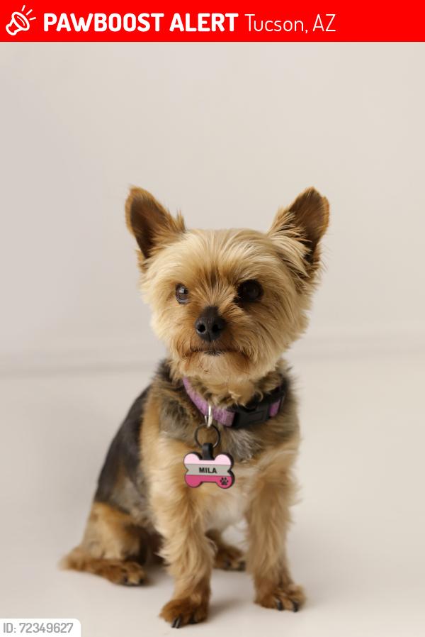 Lost Female Dog last seen Skyline and sunrise , Tucson, AZ 85718