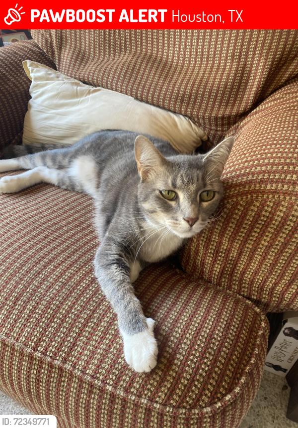 Lost Female Cat last seen Skyview Forest neighborhood , Houston, TX 77047