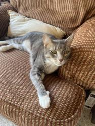 Lost Female Cat last seen Skyview Forest neighborhood , Houston, TX 77047