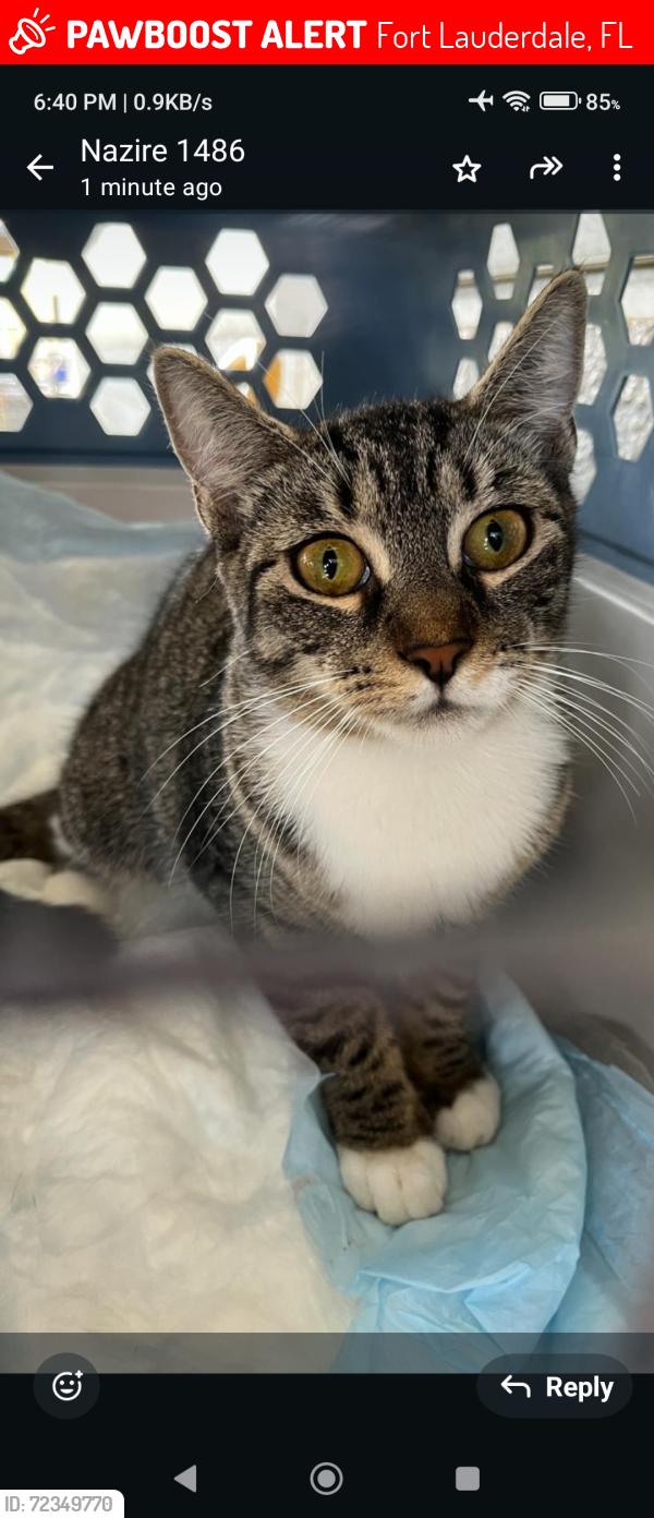 Lost Female Cat last seen Near Griffin Road, Tropical Acres Steak hse, ATT store, Dolar Tree, Fort Lauderdale, FL 33312