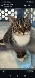 Lost Female Cat last seen Near Griffin Road, Tropical Acres Steak hse, ATT store, Dolar Tree, Fort Lauderdale, FL 33312