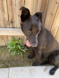 Lost Female Dog last seen by cvs del oro high school and the new starbucks, Bakersfield, CA 93307