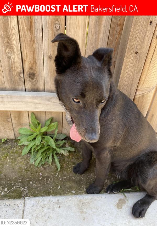 Lost Female Dog last seen by cvs del oro high school and the new starbucks, Bakersfield, CA 93307