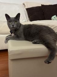 Lost Female Cat last seen Bonita canyon community , Newport Beach, CA 92660