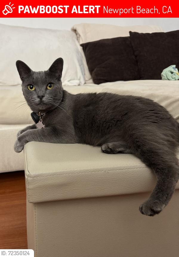 Lost Female Cat last seen Bonita canyon community , Newport Beach, CA 92660
