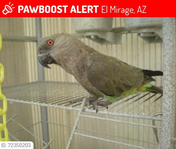 Lost Female Bird last seen Near W Acapulco Ln, El Mirage, AZ 85335