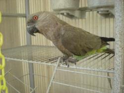 Lost Female Bird last seen Near W Acapulco Ln, El Mirage, AZ 85335