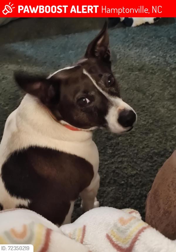 Lost Female Dog last seen Troy Mill Rd, Dash Rd and hwy 21, Hamptonville, NC 27020