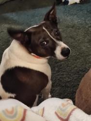Lost Female Dog last seen Troy Mill Rd, Dash Rd and hwy 21, Hamptonville, NC 27020