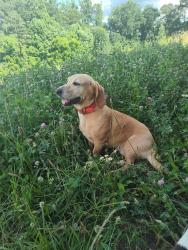 Lost Female Dog last seen Troy Mill Rd, Dash Rd and hwy 21 , Hamptonville, NC 27020