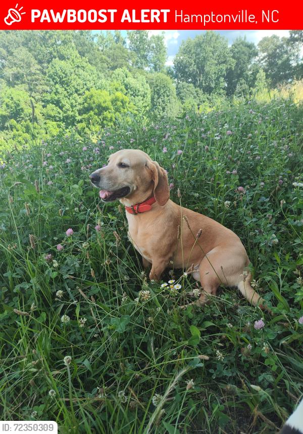 Lost Female Dog last seen Troy Mill Rd, Dash Rd and hwy 21 , Hamptonville, NC 27020