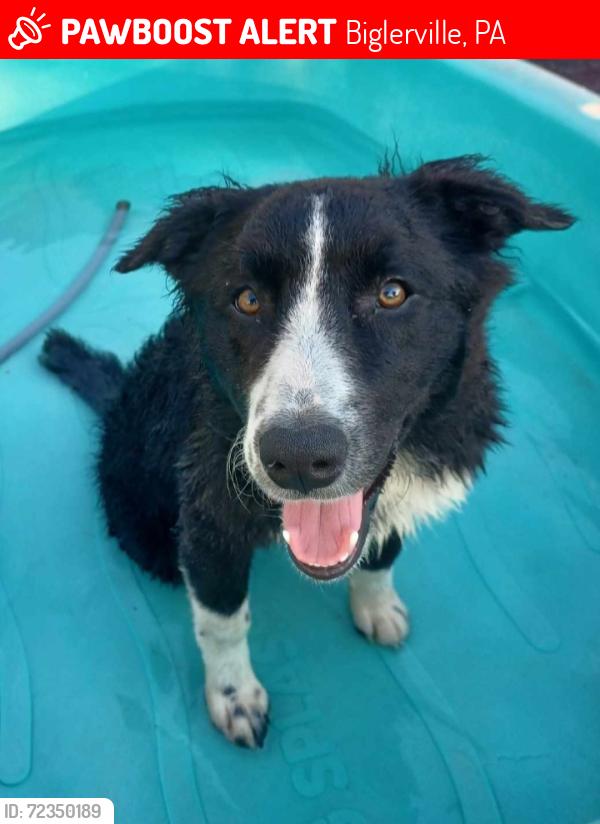 Lost Female Dog last seen Stone Jug Road and Benders Church Road and the Butler Tract of PA State Game Lands, Biglerville, PA 17307