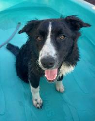 Lost Female Dog last seen Stone Jug Road and Benders Church Road and the Butler Tract of PA State Game Lands, Biglerville, PA 17307