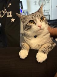 Lost Male Cat last seen Oceanside blvd and College blvd, Oceanside, CA 92056