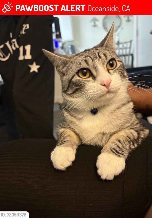 Lost Male Cat last seen Oceanside blvd and College blvd, Oceanside, CA 92056