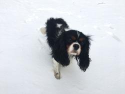Lost Male Dog last seen Cumberland ave. and Irving Park ave.  Schiller Woods Forest Preserves, Chicago, IL 60634