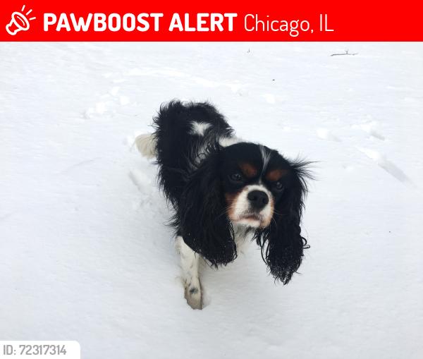 Lost Male Dog last seen Cumberland ave. and Irving Park ave.  Schiller Woods Forest Preserves, Chicago, IL 60634