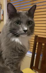Lost Male Cat last seen S Melrose Vista, Vista, CA 92081