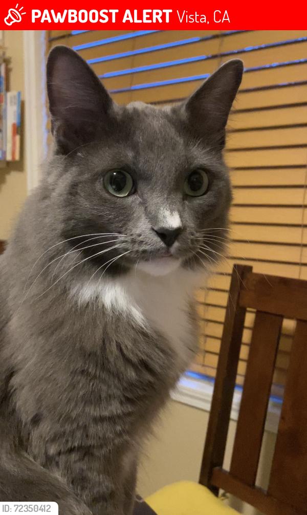 Lost Male Cat last seen S Melrose Vista, Vista, CA 92081