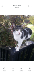 Lost Female Cat last seen Kittrell Vet , Kittrell, NC 27544
