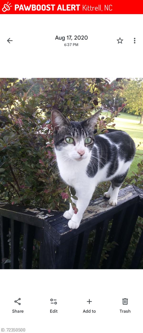 Lost Female Cat last seen Kittrell Vet , Kittrell, NC 27544