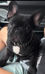 Lost Male Dog last seen Arrow Hwy and Gladstone off of Larkellen in Azusa, Azusa, CA 91722