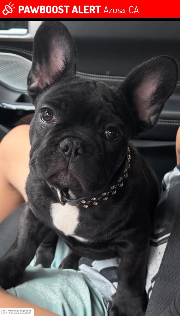 Lost Male Dog last seen Arrow Hwy and Gladstone off of Larkellen in Azusa, Azusa, CA 91722