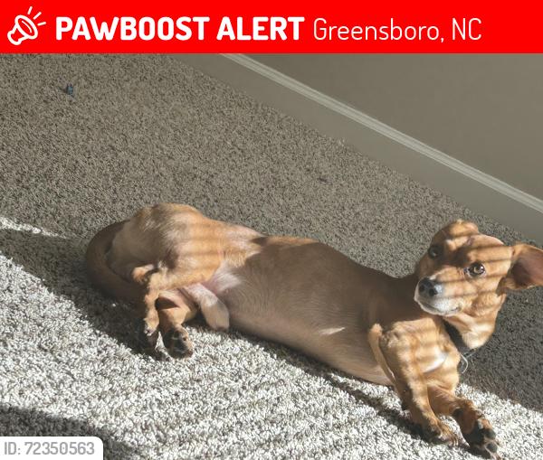 Lost Male Dog last seen Near mount olive dr Greensboro Nc , Greensboro, NC 27406