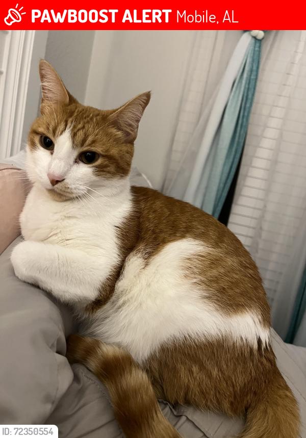 Lost Male Cat last seen Addison Woods Dr, Mobile, AL 36693