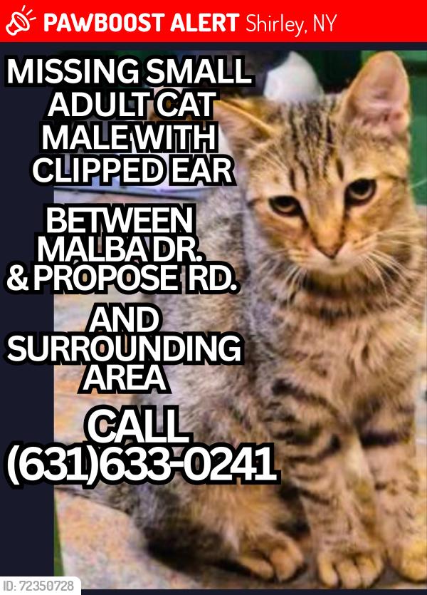 Lost Male Cat last seen MALBA DRIVE SHIRLEY NY, Shirley, NY 11967