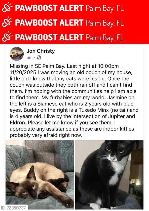 Lost Female Cat last seen Eldron Blvd SE and Jupiter Blvd SE, Palm Bay, FL 32909
