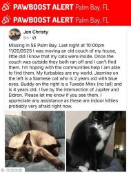 Lost Female Cat last seen Eldron Blvd SE and Jupiter Blvd SE, Palm Bay, FL 32909