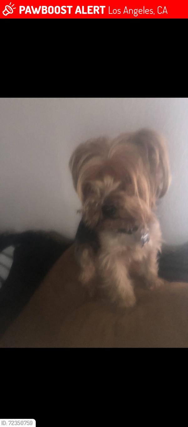 Lost Female Dog last seen Gage and Broadway, Los Angeles, CA 90003