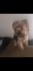 Lost Female Dog last seen Gage and Broadway, Los Angeles, CA 90003