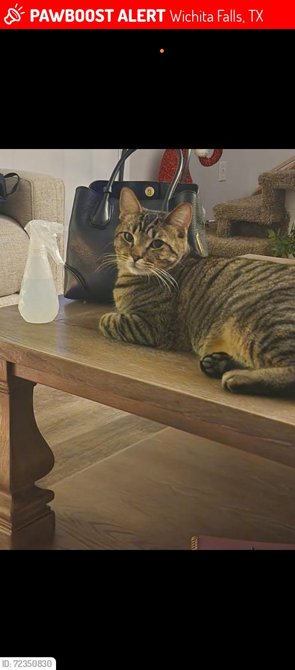 Lost Male Cat last seen Elliott and Kemp, Wichita Falls, TX 76308