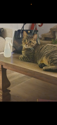 Lost Male Cat last seen Elliott and Kemp, Wichita Falls, TX 76308