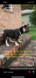 Lost Female Dog last seen Mars street, Petersburg, VA 23803