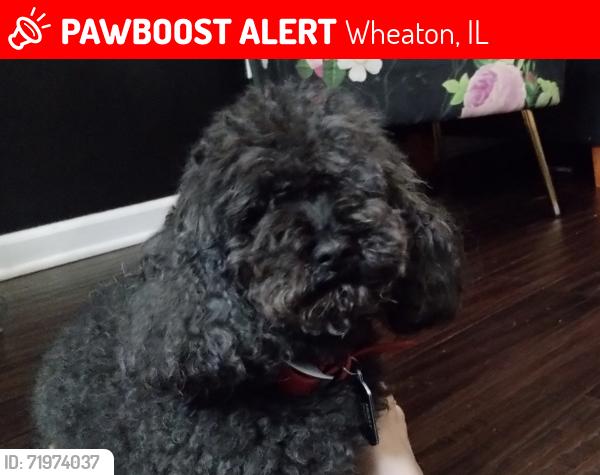 Lost Male Dog last seen Dawes, Wheaton, IL 60189